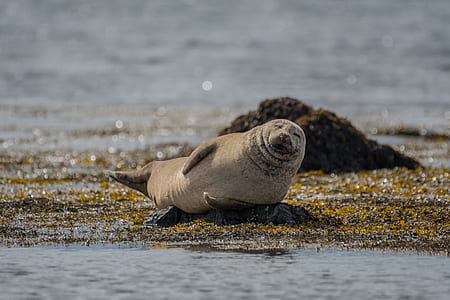 gray seal on rock formation during daytime thumbnail