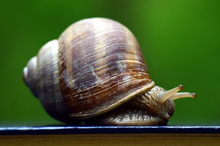 microphoto of snail thumbnail