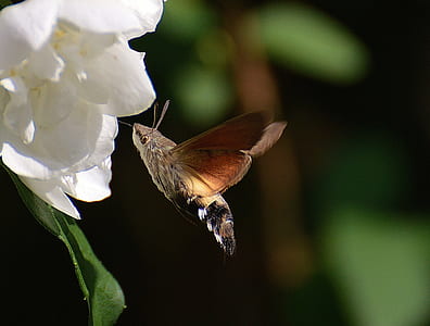 close up photo of brown moth hovering near white flower thumbnail