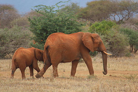 two brown elephants standing on field thumbnail