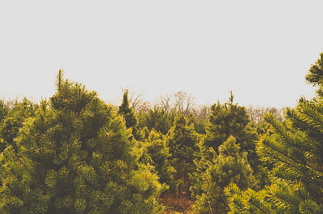 green trees during daytime thumbnail