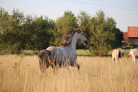 galloping brown horse thumbnail