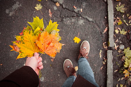 Person Holding Maple Leaves thumbnail