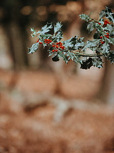 shallow focus photography of green leafed plant with red fruits thumbnail