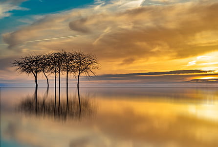 six black bare tree in body of water during horizon thumbnail