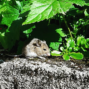 gray mouse eating green leaves during daytime thumbnail