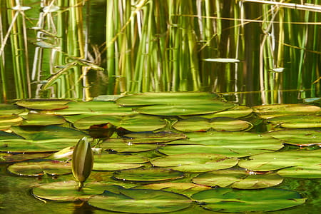 Water lily flower buds flowing in a koi pond at Deep Cut Gardens in Middletown, NJ. thumbnail
