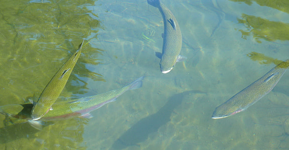 green fishes in body of water thumbnail