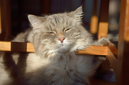 gray tabby cat thumbnail