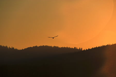 flying bird during golden hour thumbnail