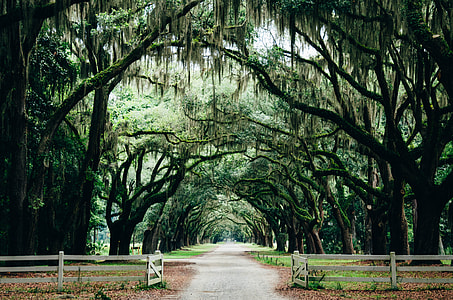 pathway between fence and tall trees thumbnail