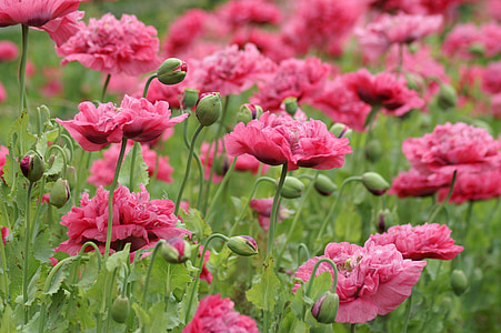 close up photography of pink petaled flowers at daytime thumbnail