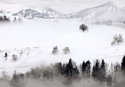 trees covered with fog during daytime thumbnail