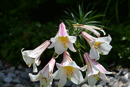 pink and white flowers thumbnail