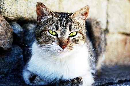 close-up photo of brown tabby cat thumbnail