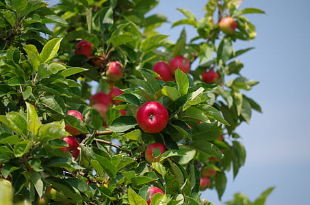 selective-focus photo of red apple fruit on tree thumbnail