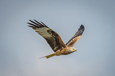 brown and black eagle thumbnail