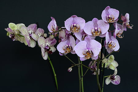 purple moth orchids thumbnail