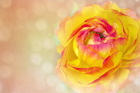yellow and pink petaled flower thumbnail