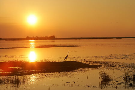 bird on body of water at golden hour thumbnail