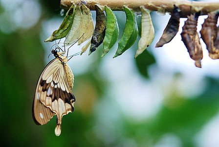 selective focus photography of butterfly perched on leaf thumbnail