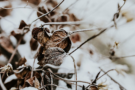 Close-ups of snowy trees thumbnail