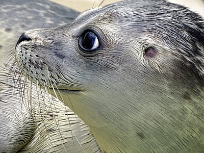 black and gray seal thumbnail
