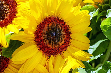 close-up photo of sunflower thumbnail
