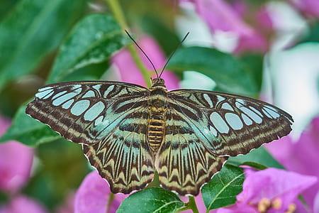 butterfly perched on flower close-up photo thumbnail
