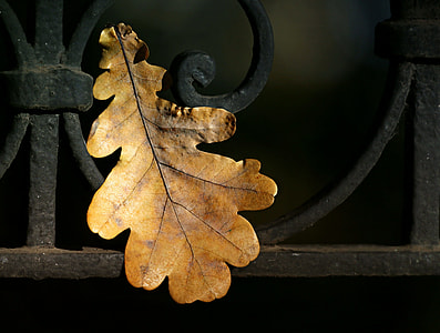 brown leaf top of black metal frame thumbnail