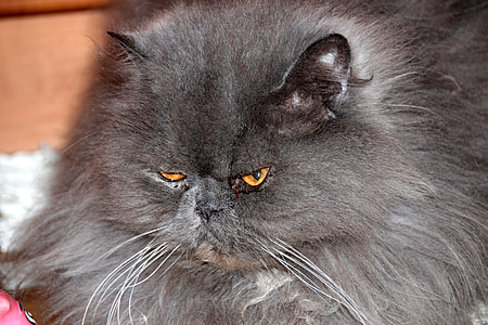 British short-hair cat thumbnail