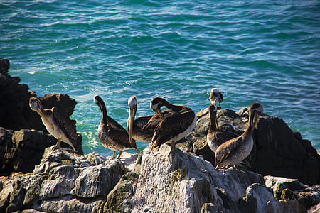 six large birds on rock beside body of water thumbnail