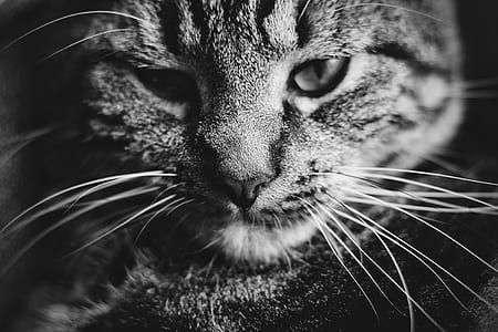 grayscale photo of tabby cat thumbnail