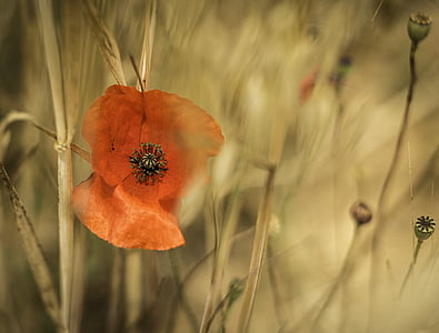 selective color photography of orange petaled flower thumbnail