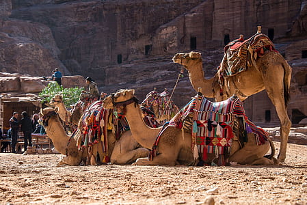 camels lying on sand thumbnail