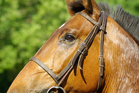 close up photo of brown horse head thumbnail