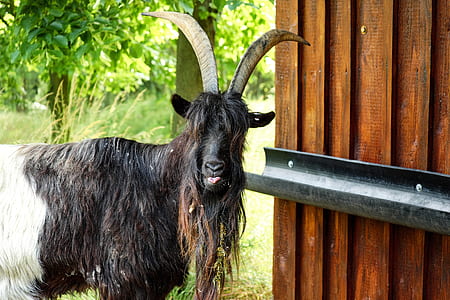 brown and white goat standing near brown wooden wall thumbnail