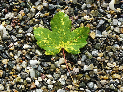 green maple leave thumbnail