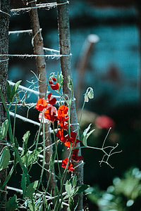 red flowering vine selective focal photo thumbnail