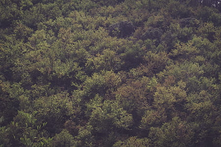 bird's-eye view photography of green forest thumbnail