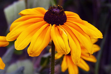 selective focus photography of yellow suflower thumbnail