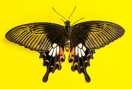 black and orange butterfly thumbnail