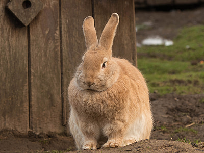 brown rabbit in front of brown wooden panel thumbnail
