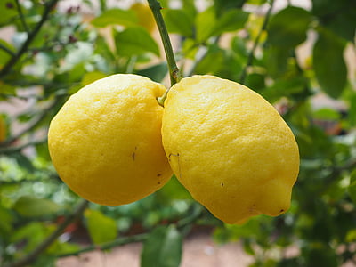 lemon tree thumbnail