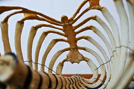 closeup photo of human skeleton thumbnail