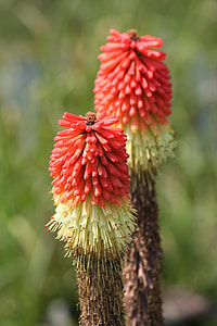 selective focus photograph of red plant thumbnail