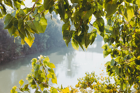 Green leaves and river thumbnail