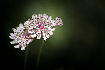 white flowers shallow focus photography thumbnail