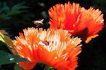 Ornamental Poppies, Half Rosette Plant thumbnail