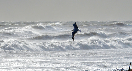 Gull flying over ocean at daytime thumbnail